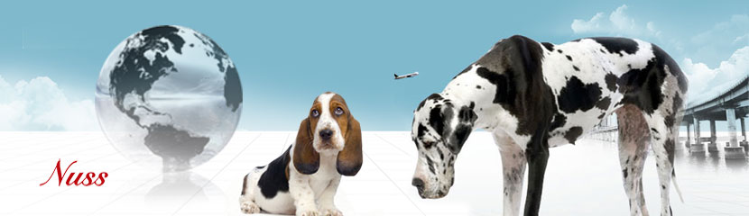 Moving Overseas with Pets