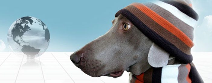 Moving Pets to Australia