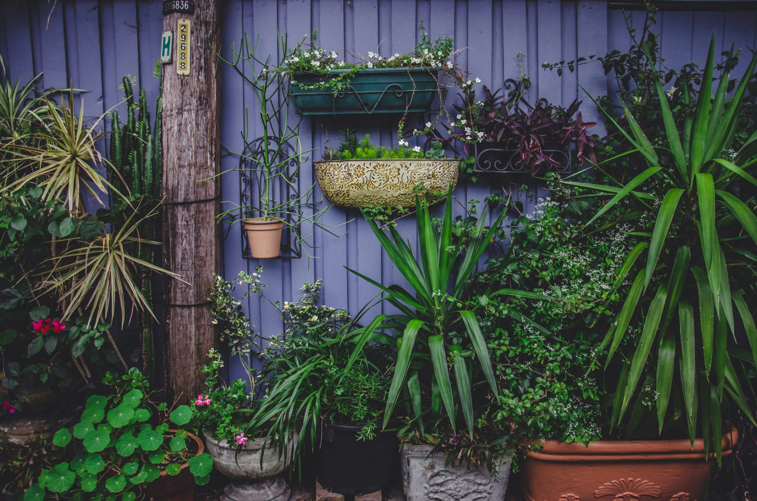 Pots_plants